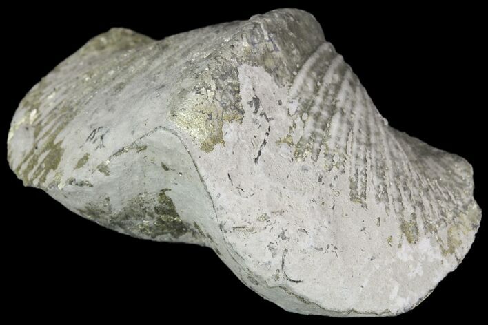 Pyrite Replaced Brachiopod (Paraspirifer) - Ohio #89729
